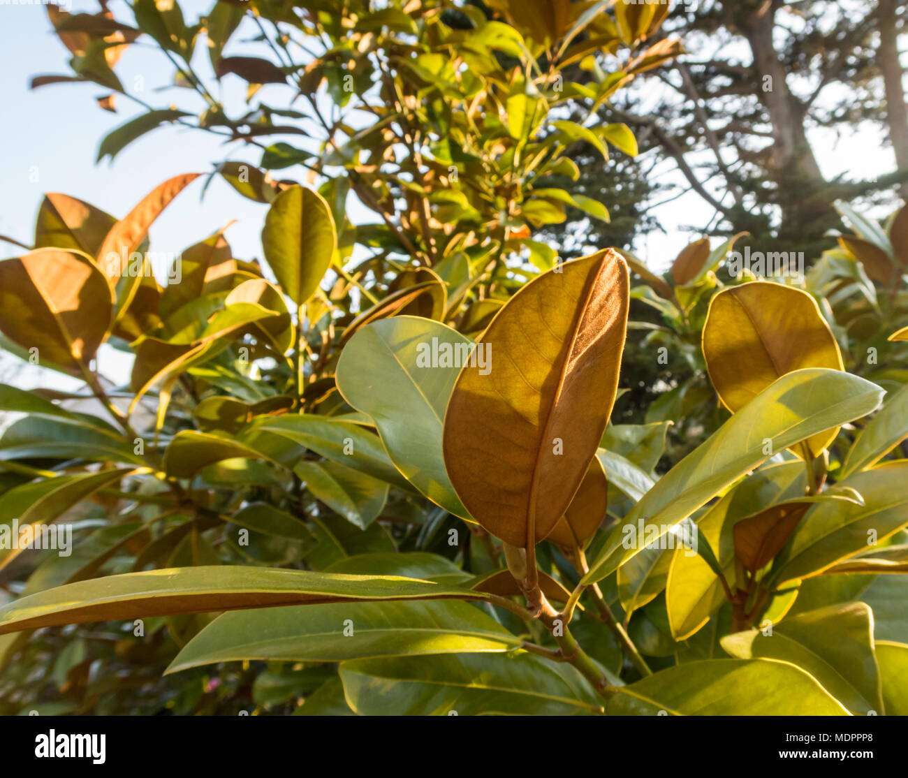 Die rot braun die Unterseite der Blätter auf südlichen Magnolia grandiflora 'SPECTABILIS" kontrastiert mit der glänzenden immergrünen Oberfläche. Stockfoto