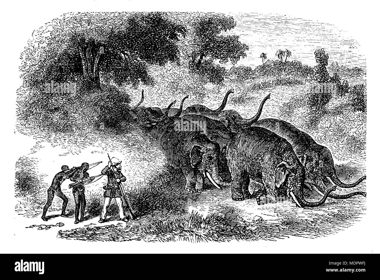 Afrikanischer Elefant < Loxodonta africana > Elefanten Jagd, die Jagd auf Elefanten, 1868 Stockfoto