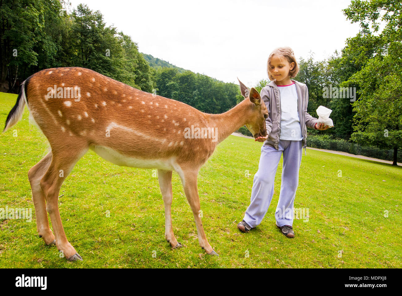 Kleines Mädchen Fütterung Rehe auf der Farm. Stockfoto