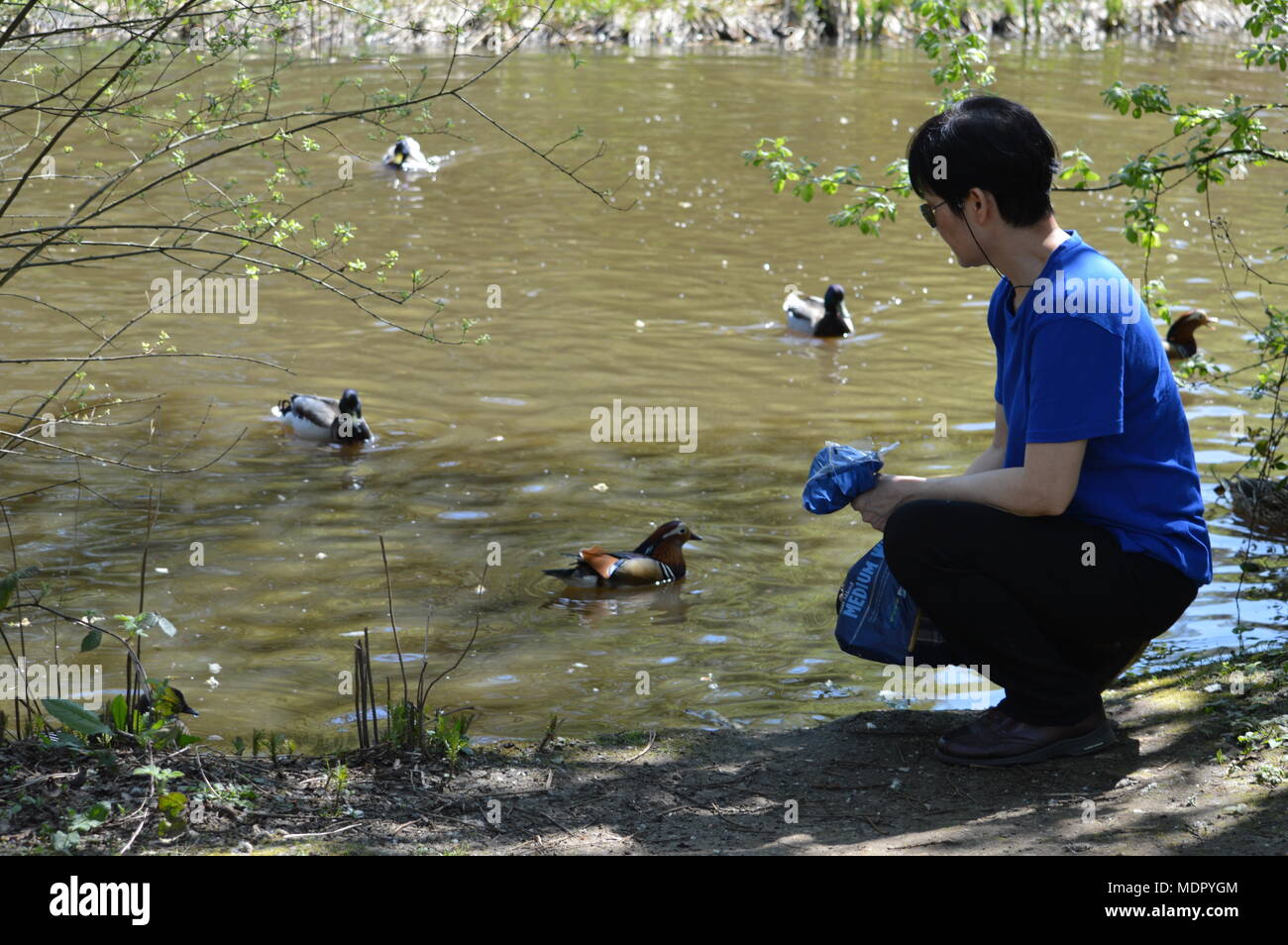 Frau mit entenvögel uk Fotos und Bildmaterial in hoher Auflösung Alamy