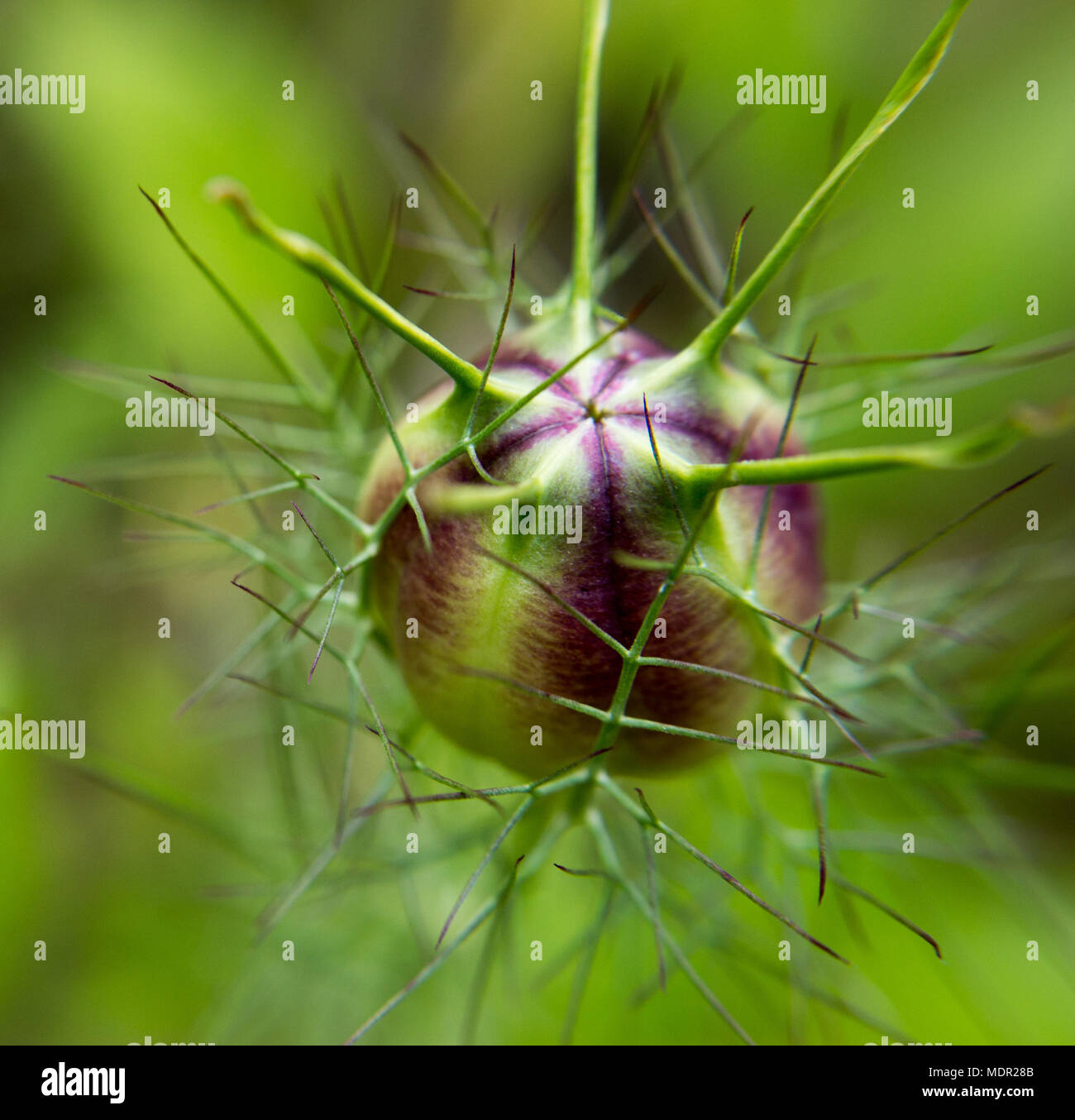 Kapsel schwarzer Kümmel (Nigella sativa) im Garten Stockfoto