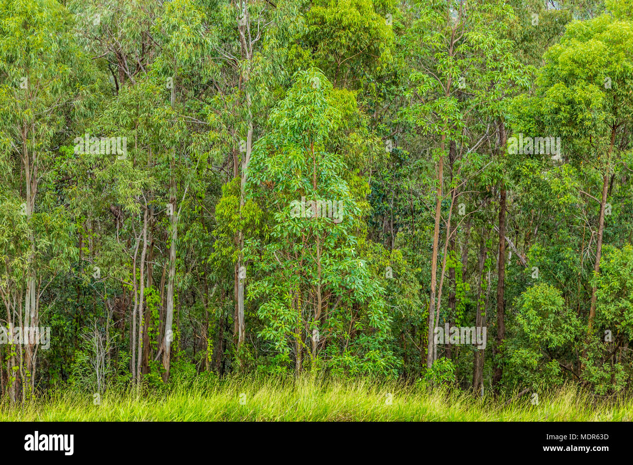 Ein Wald von Silber Birken in voller Blätter, eng zusammen. Stockfoto