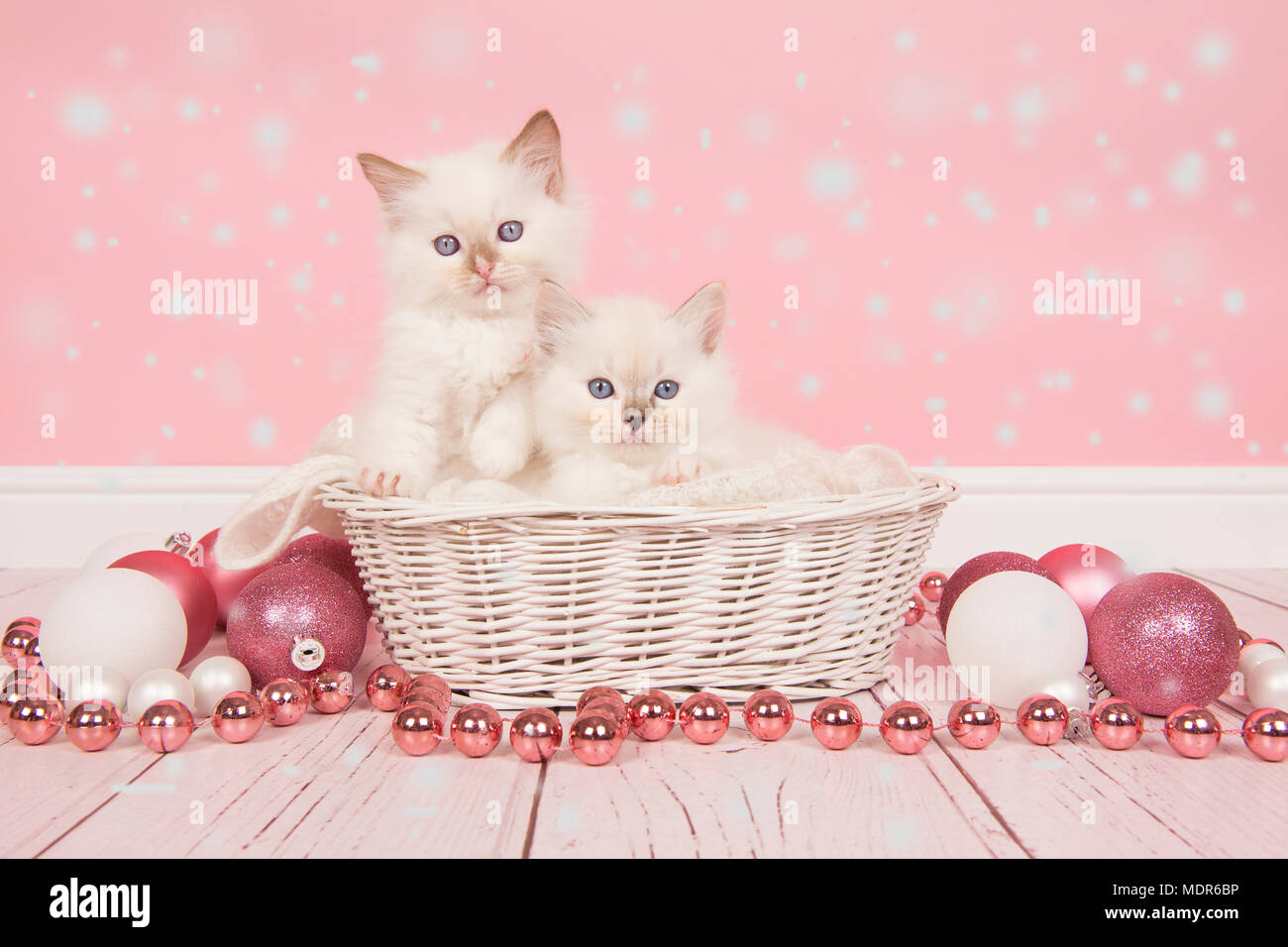 Zwei baby Ragdoll Katzen in einem Korb mit rosa Weihnachten Dekoration und Schnee für eine Weihnachtskarte Stockfoto