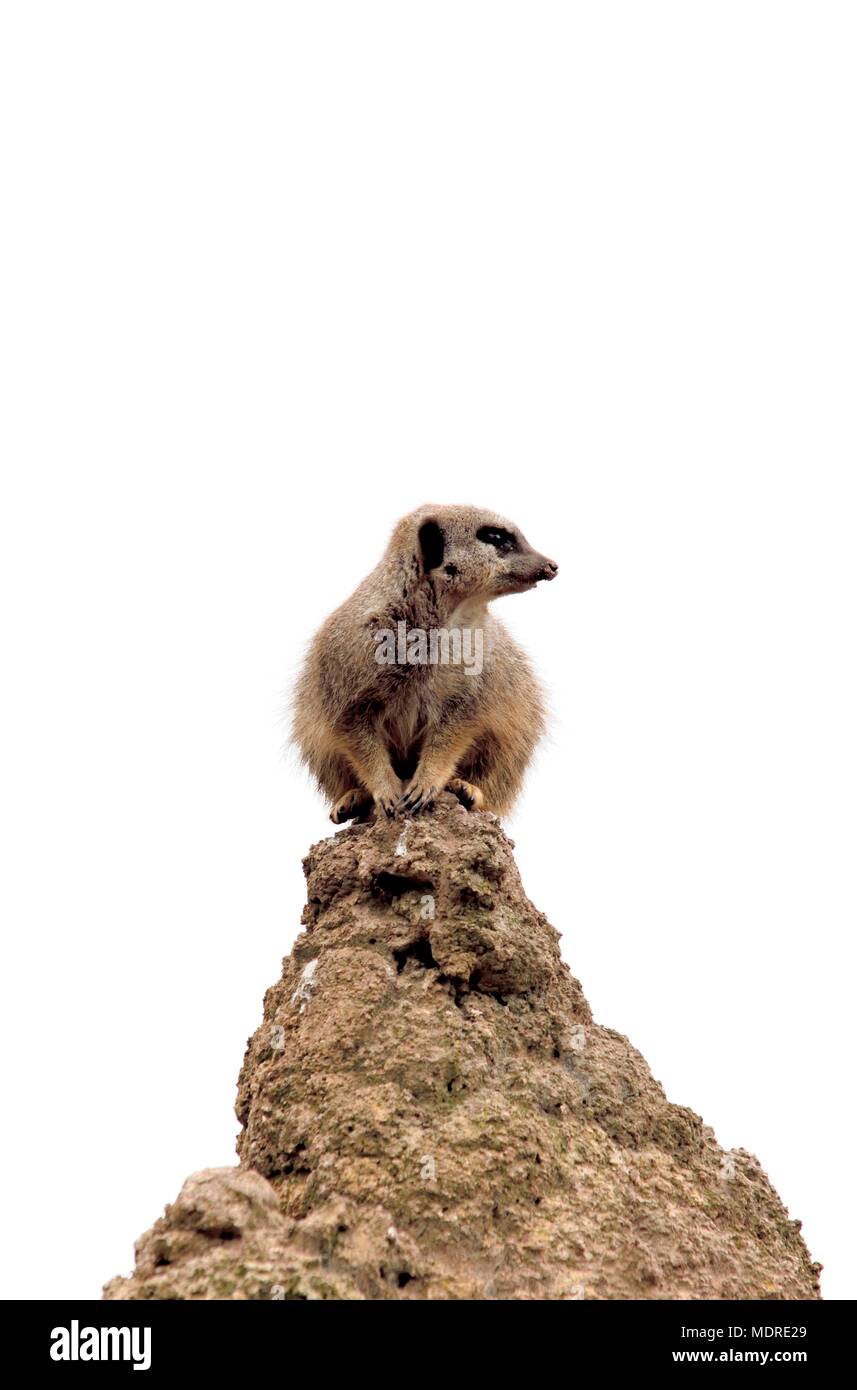 Meerkat Suricata suricatta Stockfoto