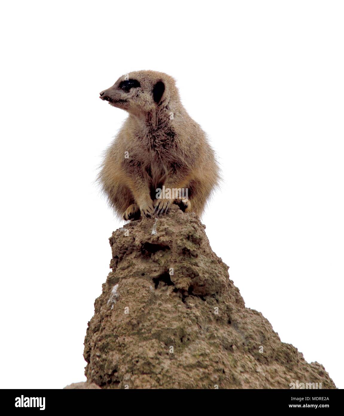 Meerkat Suricata suricatta Stockfoto