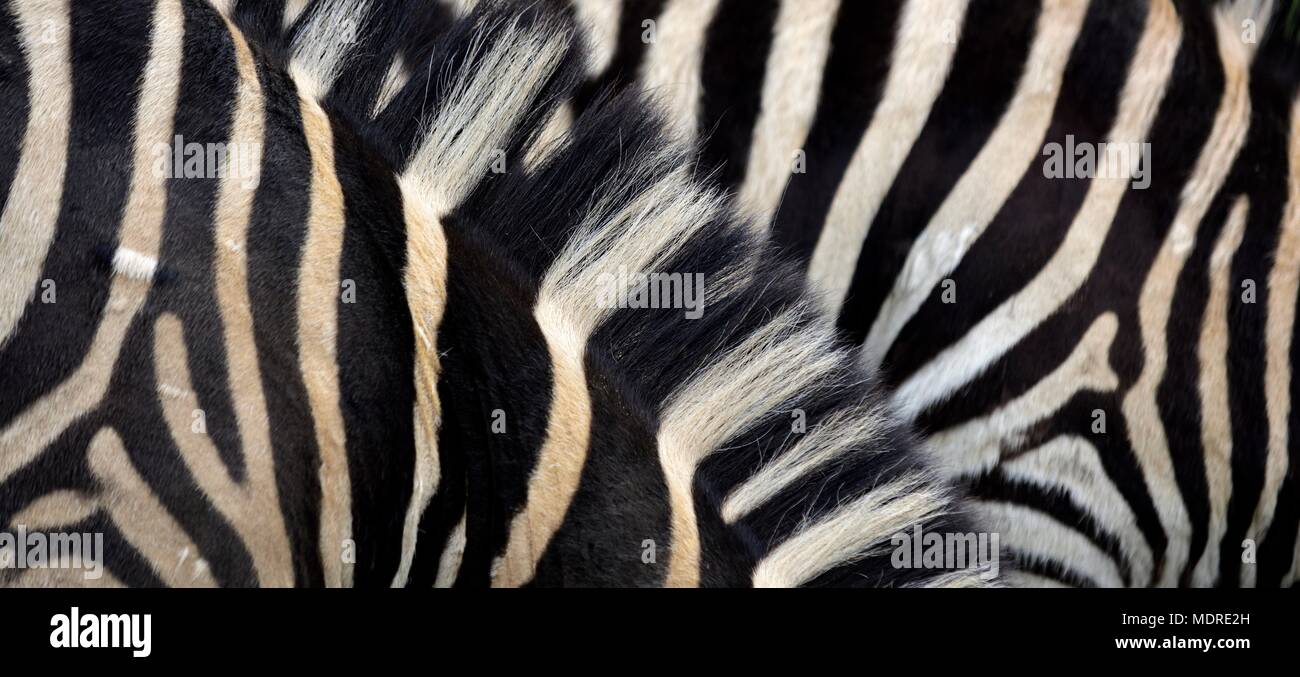 Zebra schätze, das Tier was bin ich Stockfoto