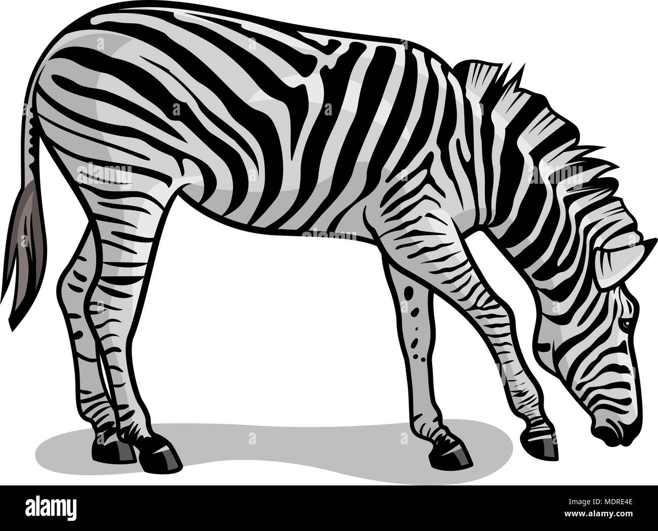 Vector Illustration von Zebra isoliert auf Weiss. African Wildlife Stock Vektor