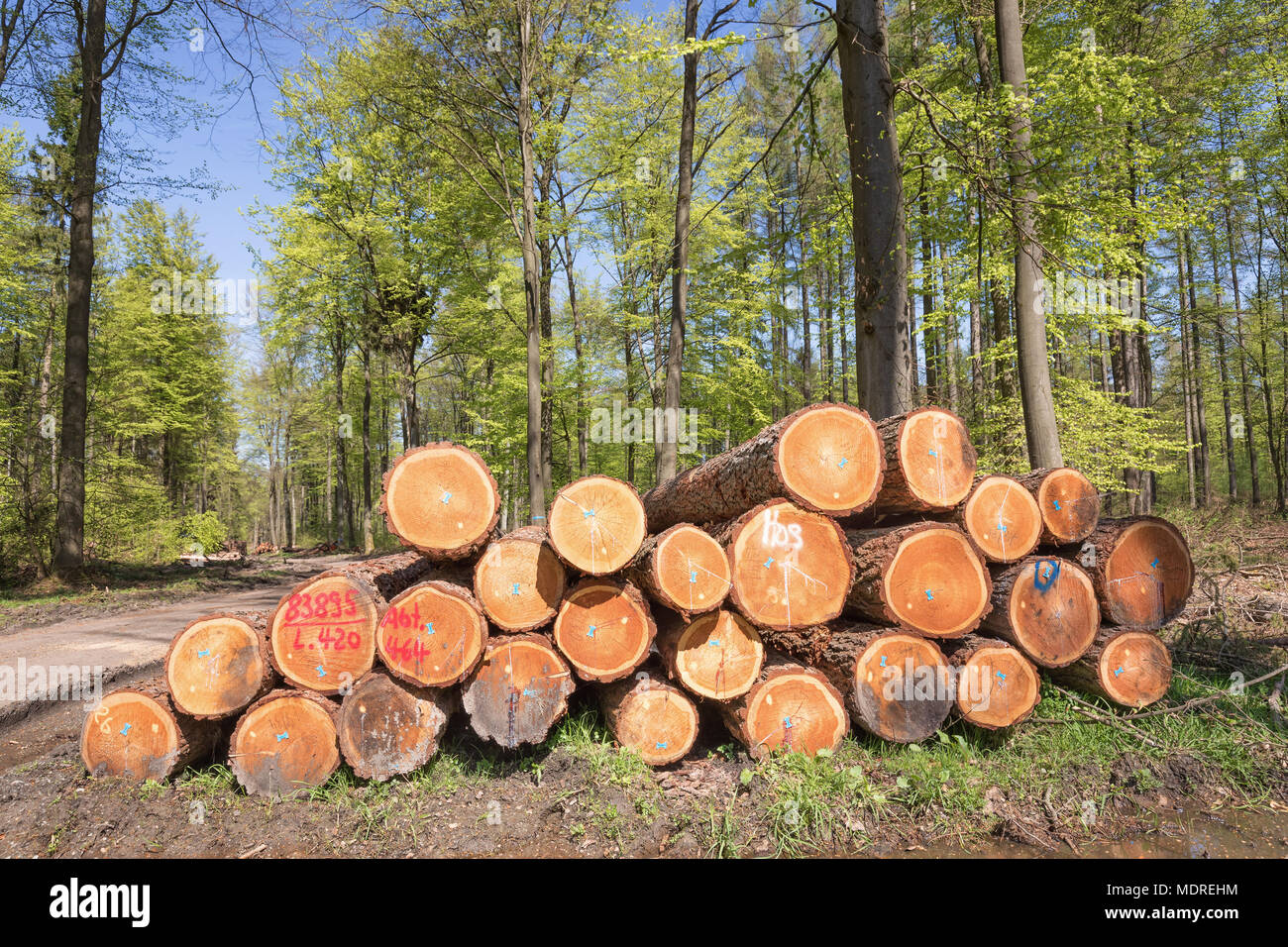 Holz- Charge im Wald Stockfoto