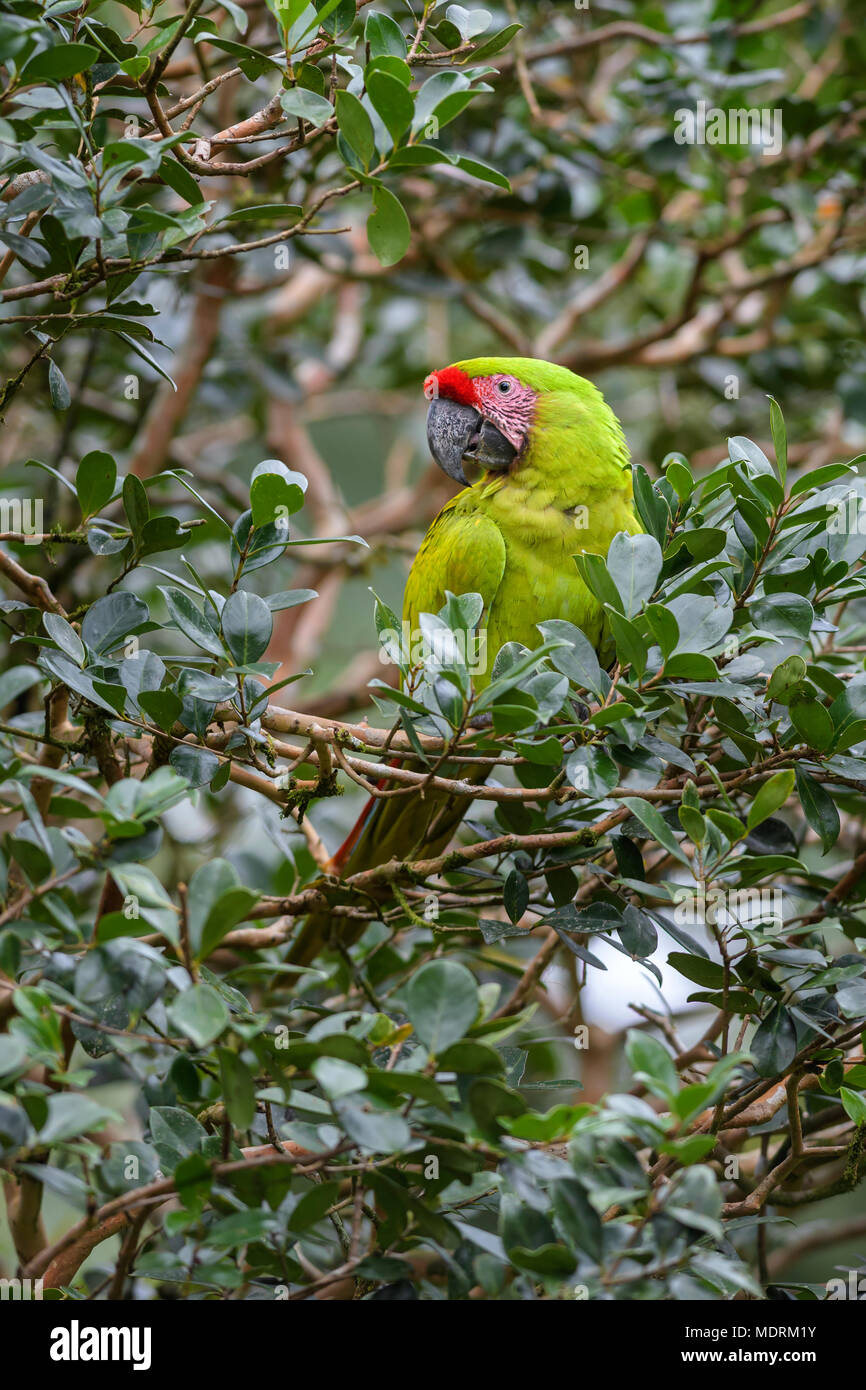 Großen grünen Ara-Ara Ambigua, schönen großen grünen Papagei aus Mittelamerika Wälder, Costa Rica. Stockfoto