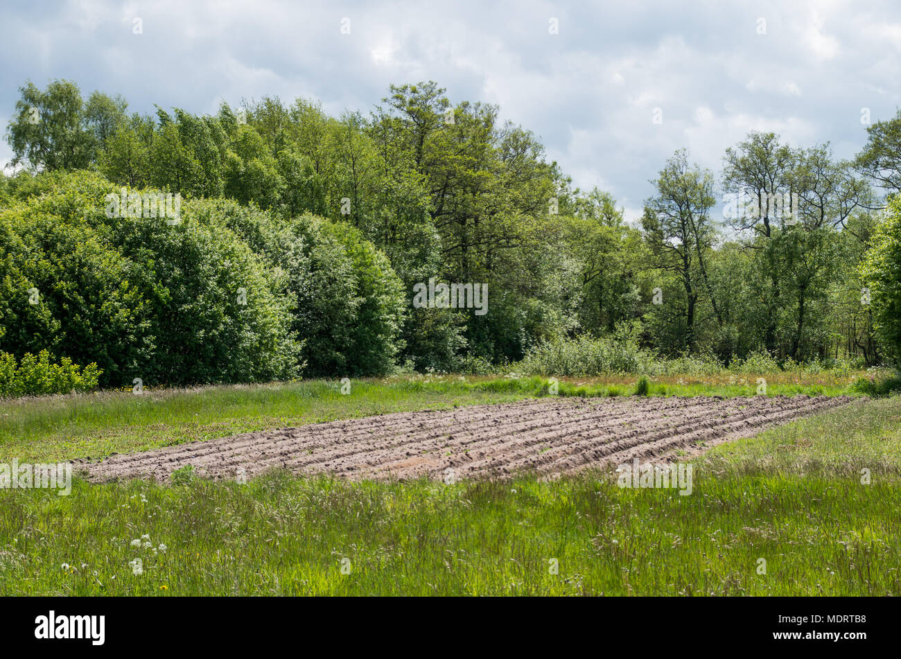 Ein Grundstück von gepflügten Land umgeben von Wiese in der Nähe von einem Wald auf der estnischen Insel Prangli. Stockfoto