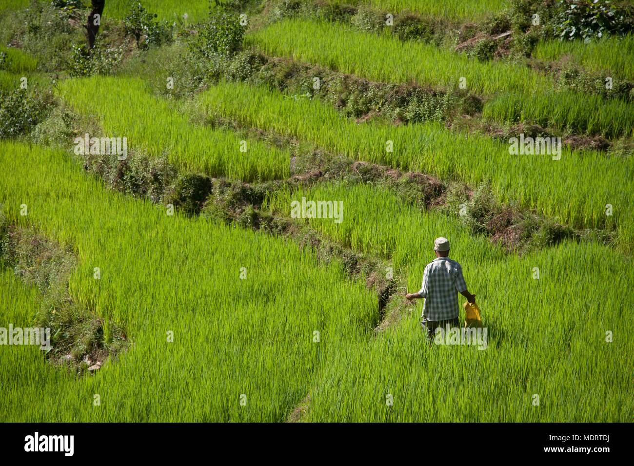 Ein reisbauer unter terrassierten Reisfeldern im dhading District in Nepal Stockfoto
