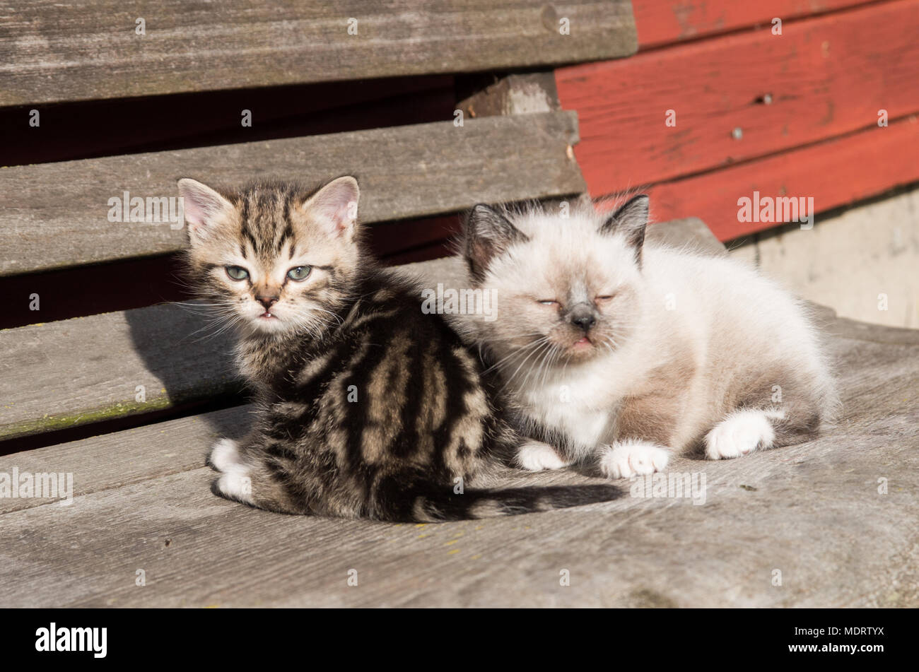 Zwei Kätzchen auf einer Bank an einem sonnigen Tag. Man ist gestreift und die andere ist grau mit weißen Pfoten. Stockfoto