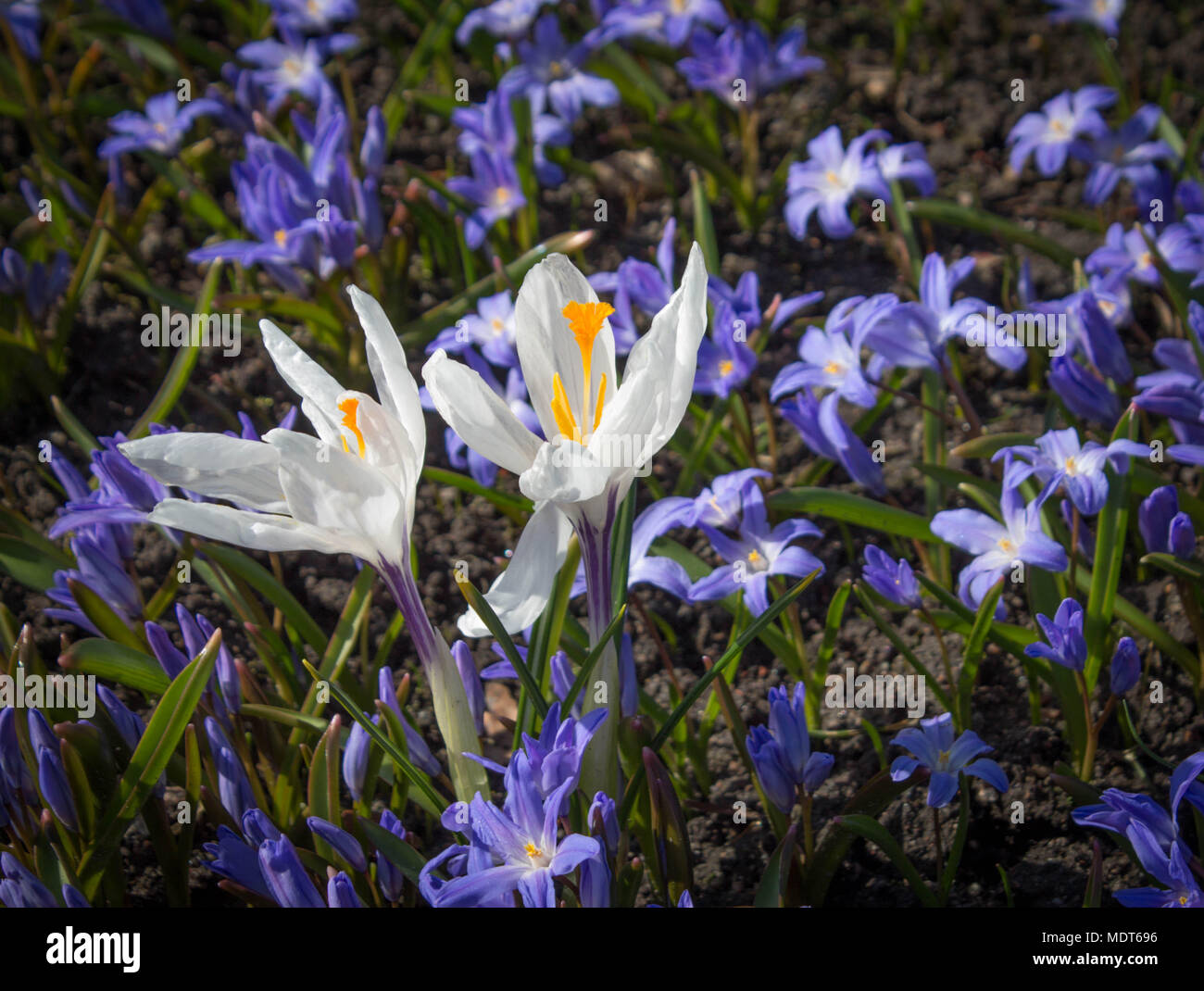 White Frühlingsblumen Krokusse wachsen in der Wiese blaue Blumen Stockfoto