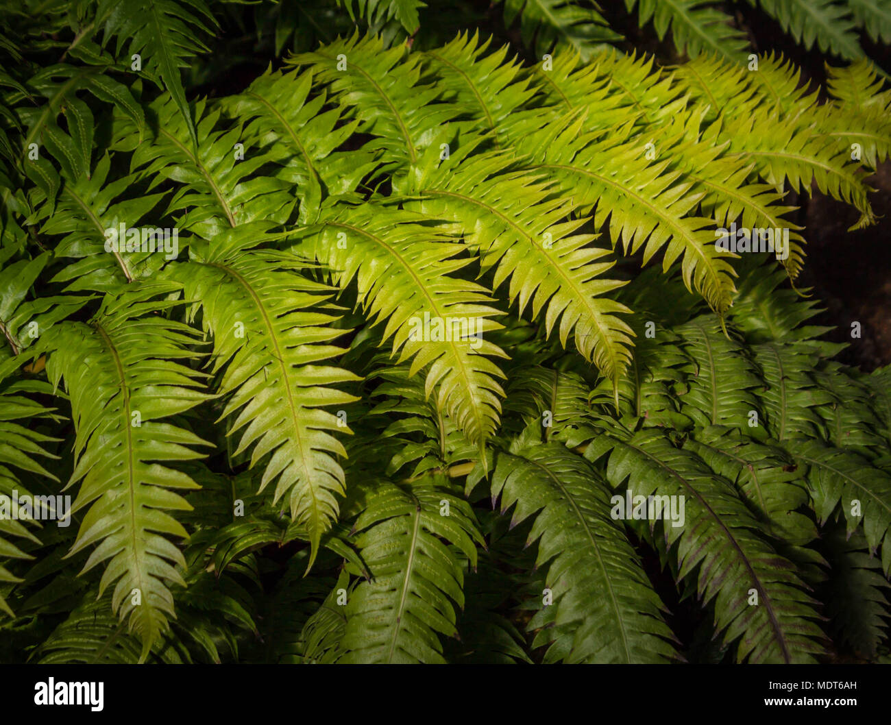 Hintergrund gelb-grünen Farn schließen Stockfoto