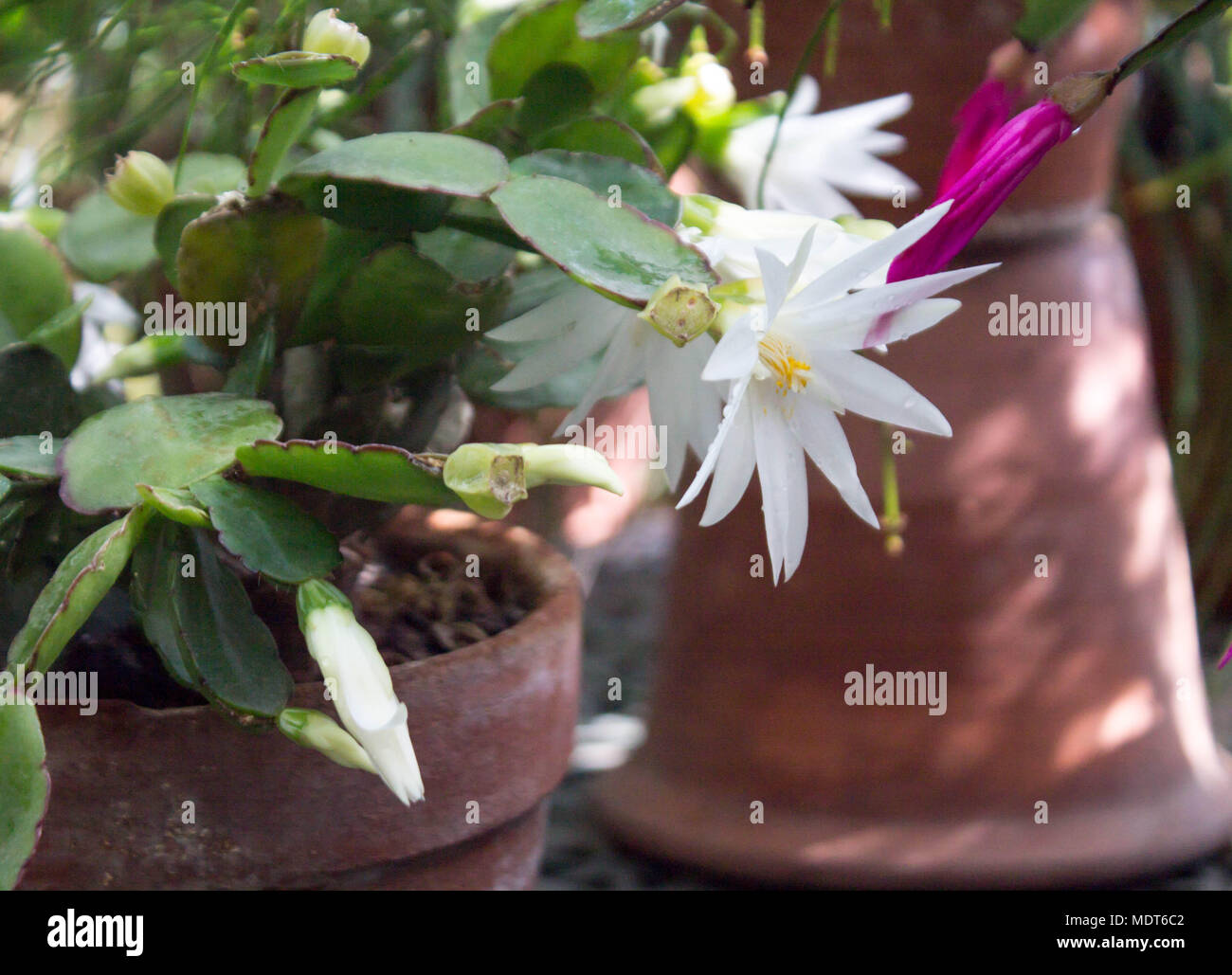 Schöne, weiße und gelbe Blumen in einem keramischen Topf, von der Sonne beschienen. subtropische Pflanze Stockfoto