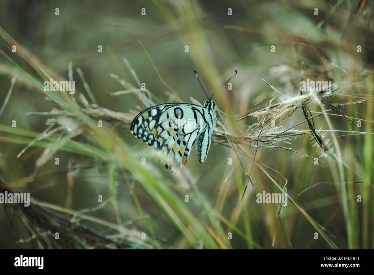 Schmetterling Stockfoto