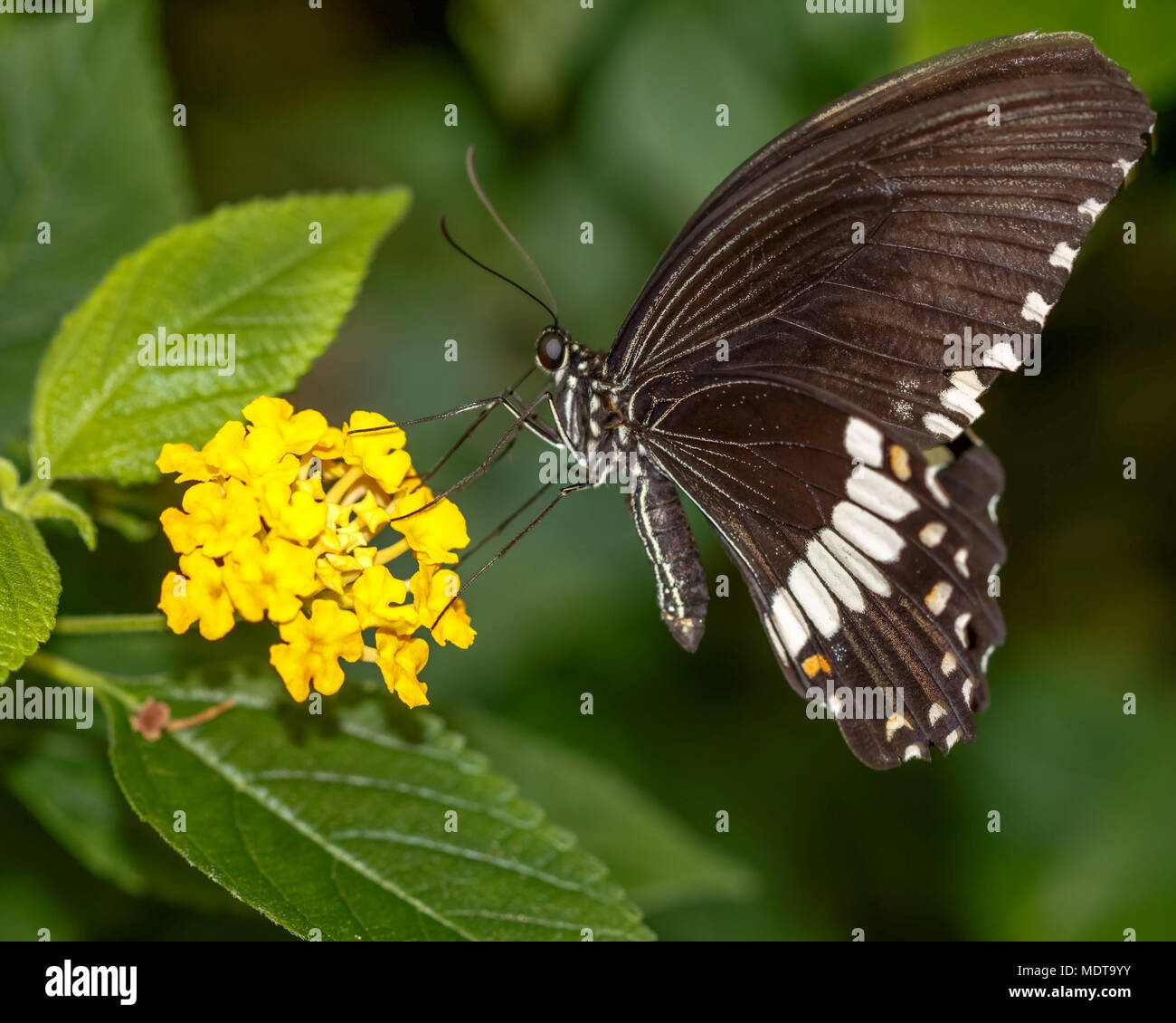 Foto eines Schmetterlings trinken Nektar aus eine gelbe Blume Stockfoto