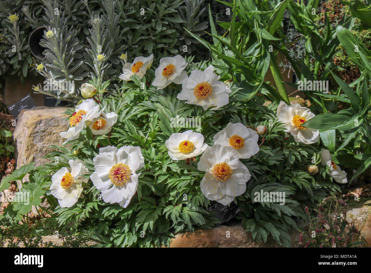Garten Pflanze mit weißen Blüten Stockfoto