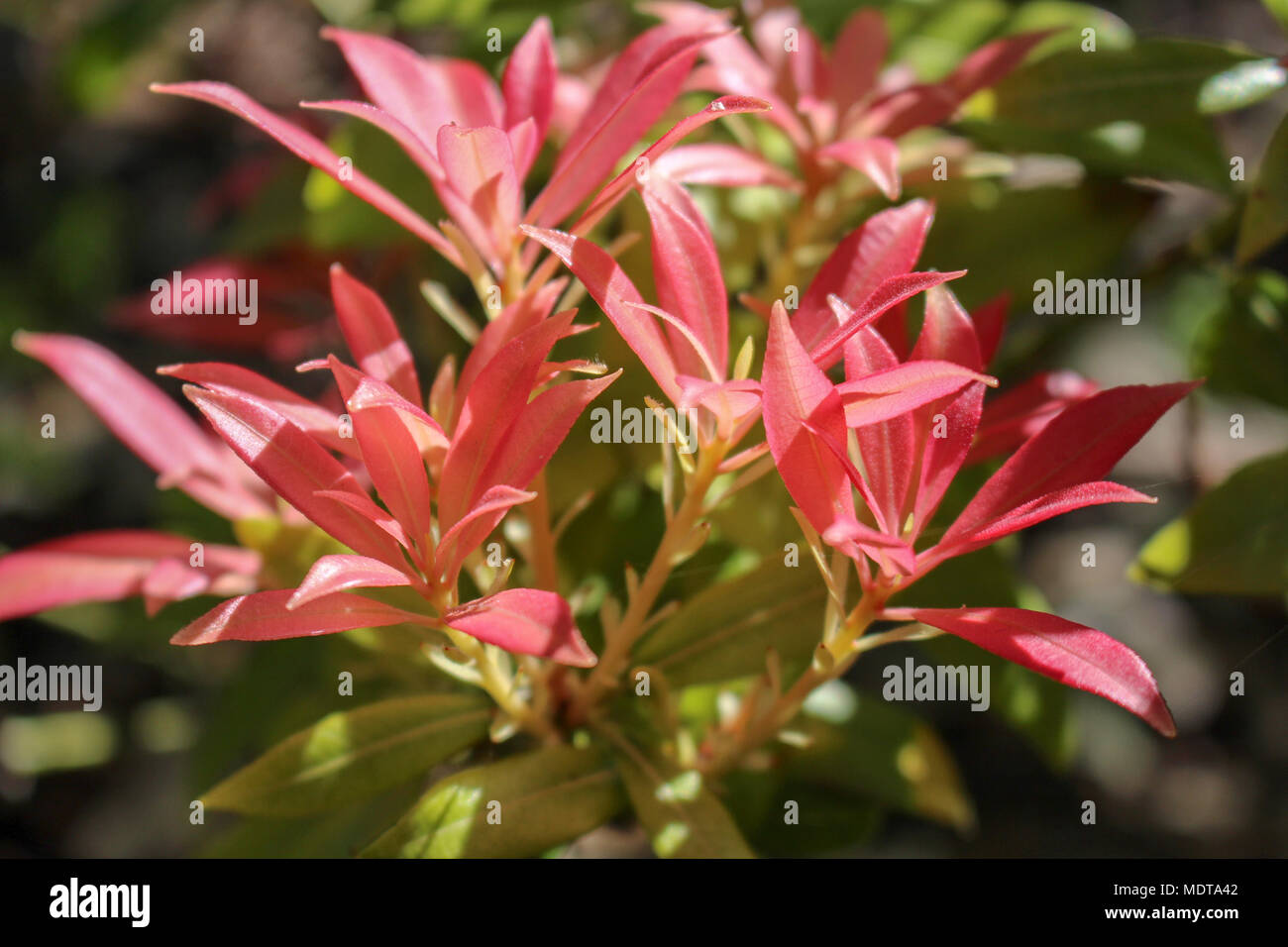 Pflanze mit roten Blätter Stockfoto