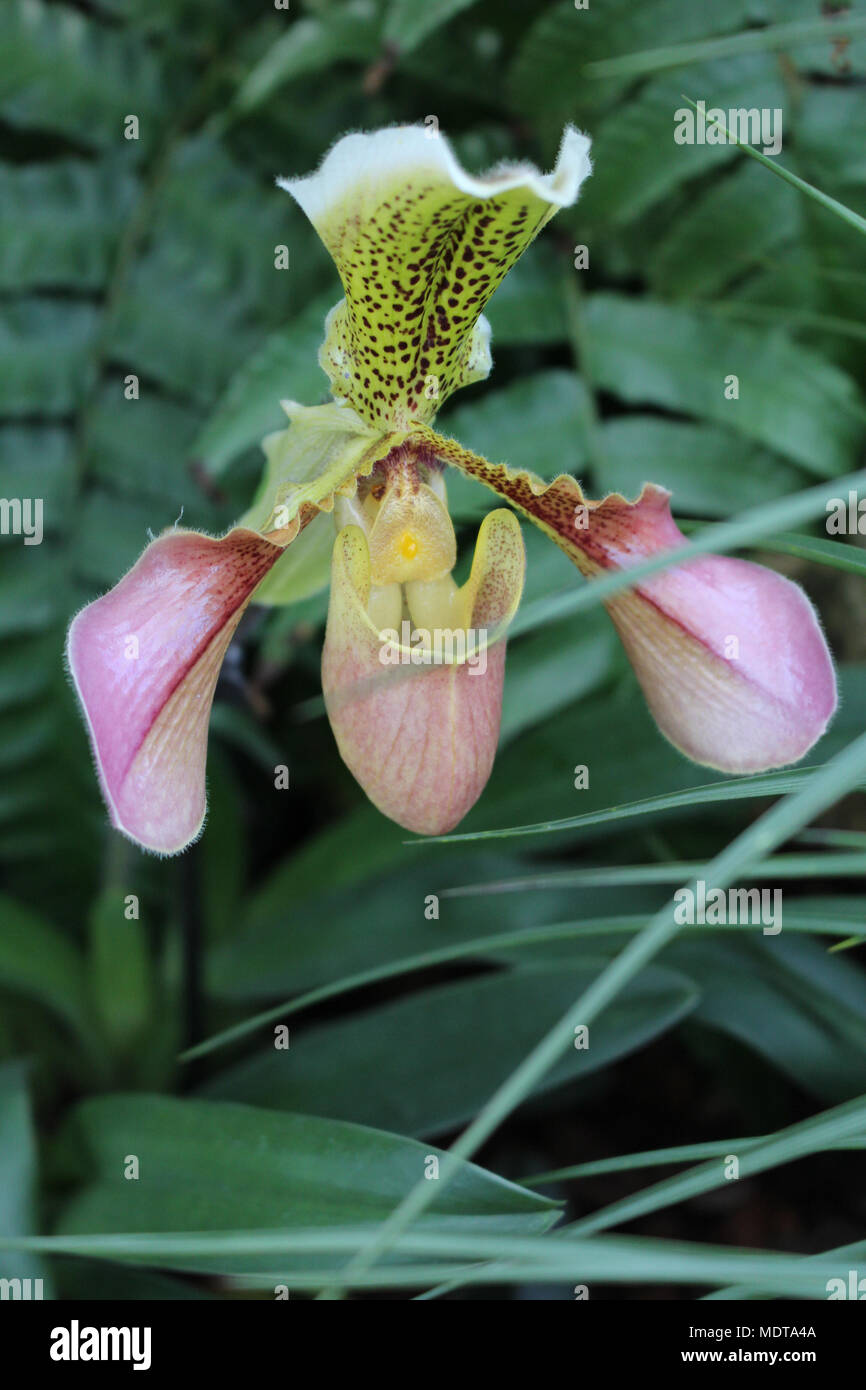 Big Pink und Gelb solitären Orchid Stockfoto