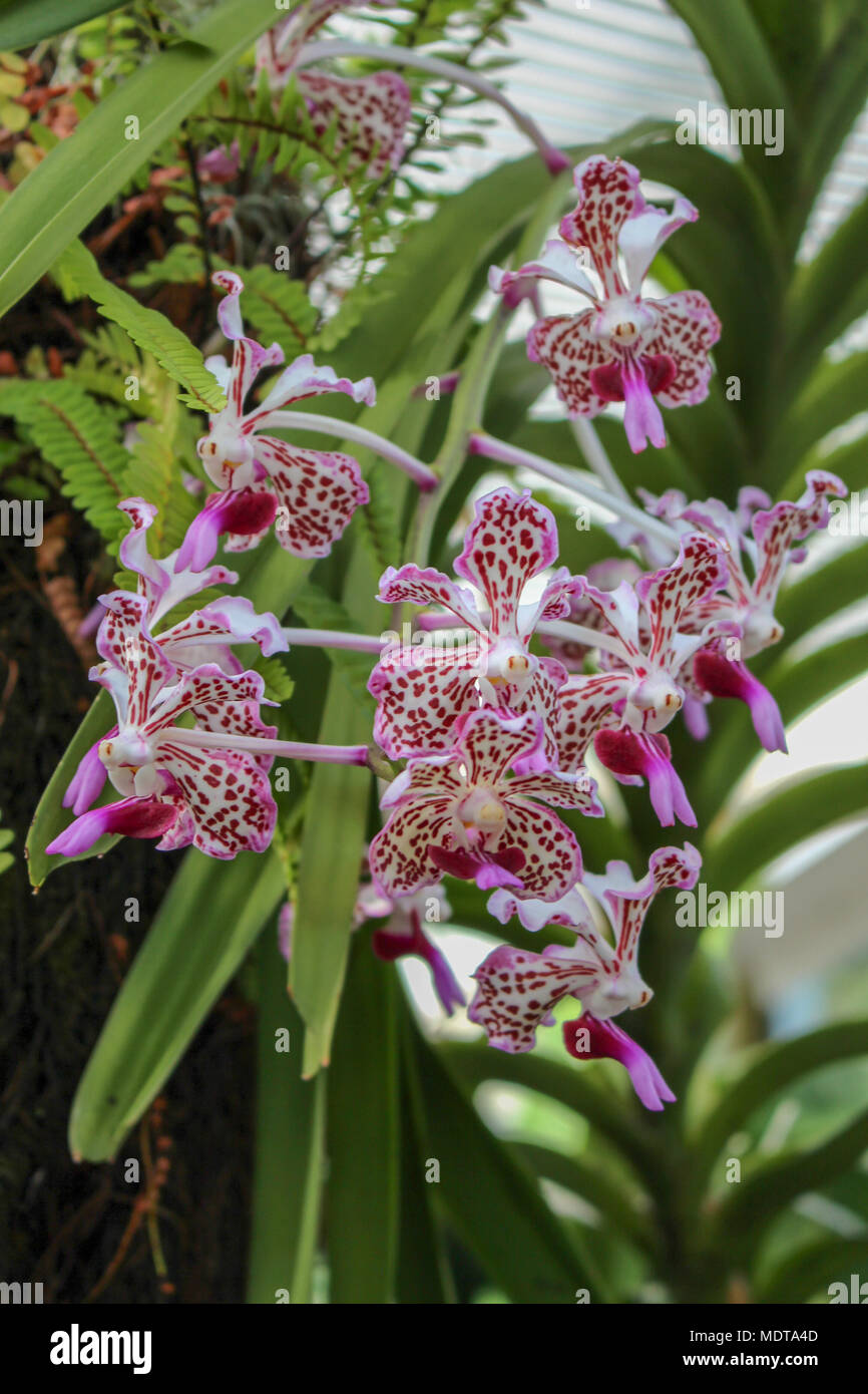 Cluster von schönen kleinen Orchideen Stockfoto