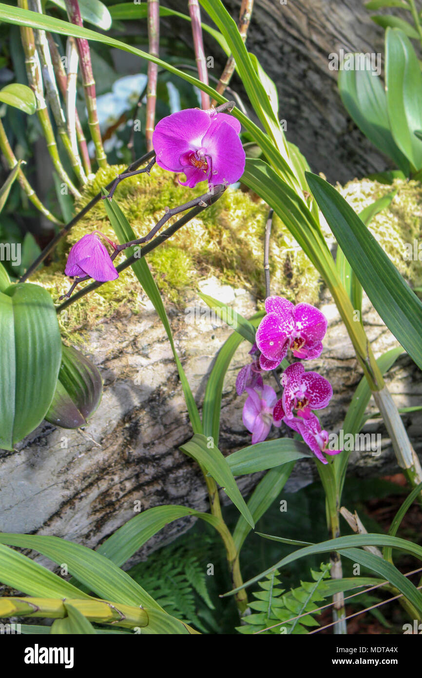 Cluster der schönen lila kleine Orchideen Stockfoto