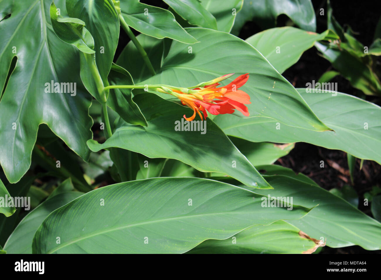 Fluorished Anlage Stockfoto