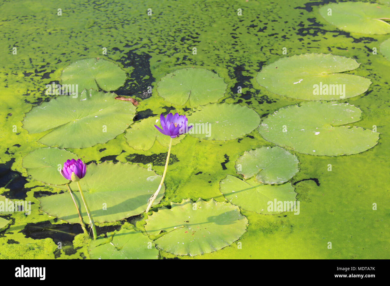 Rhizomartige aquatische Kräuter lila nymphaea Seerose mit Lily green pads Seerose Haus Kew Gardens Stockfoto