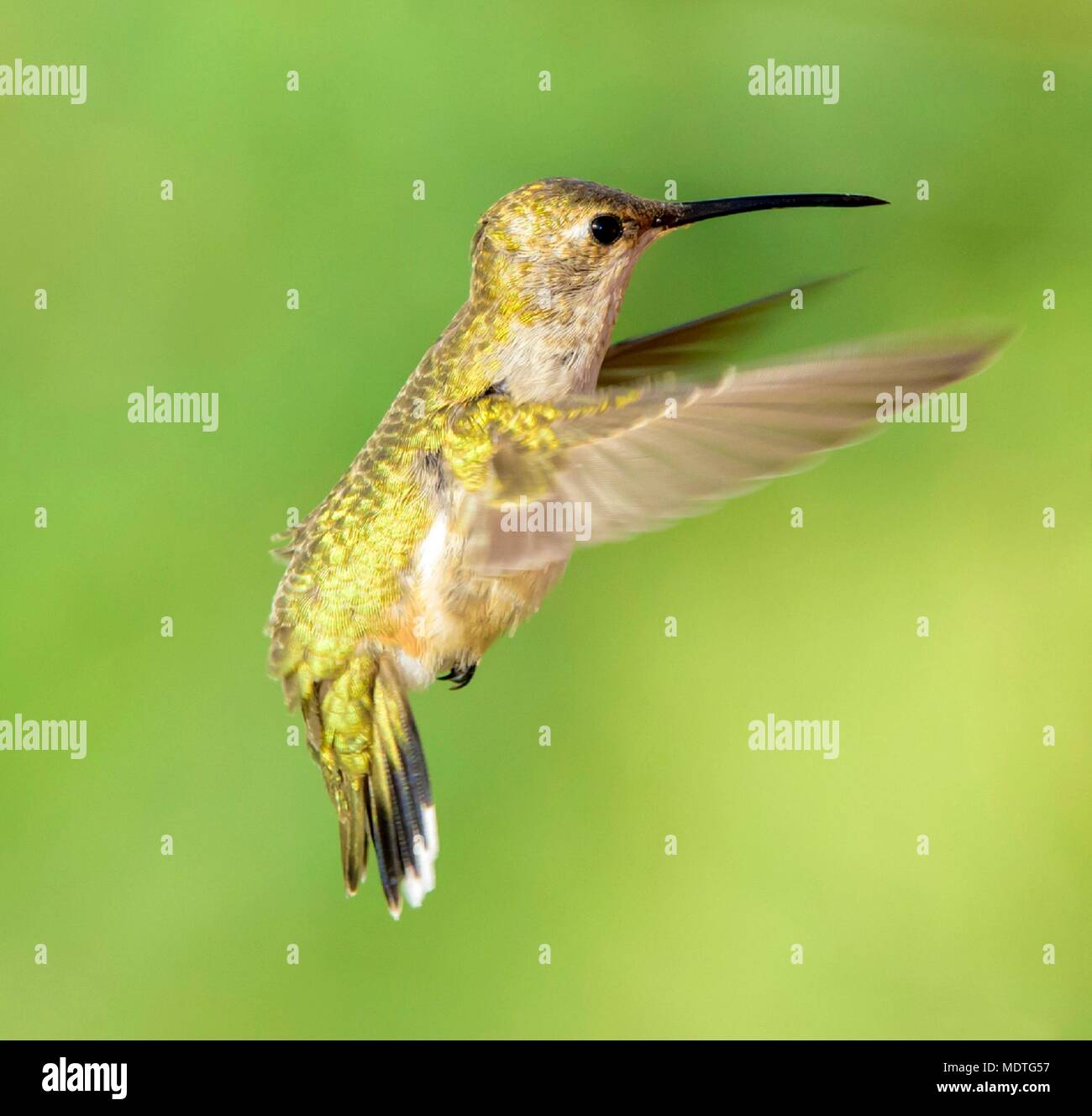 Kleine Summen Vogel seine Flügel Stockfoto