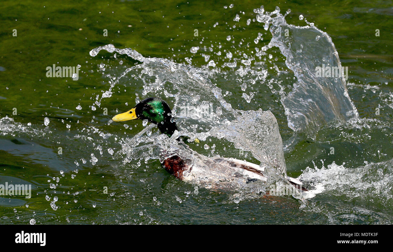 Eine Ente kühlt in Westgate Gärten während der warmen Wetter in Canterbury, Kent. Stockfoto