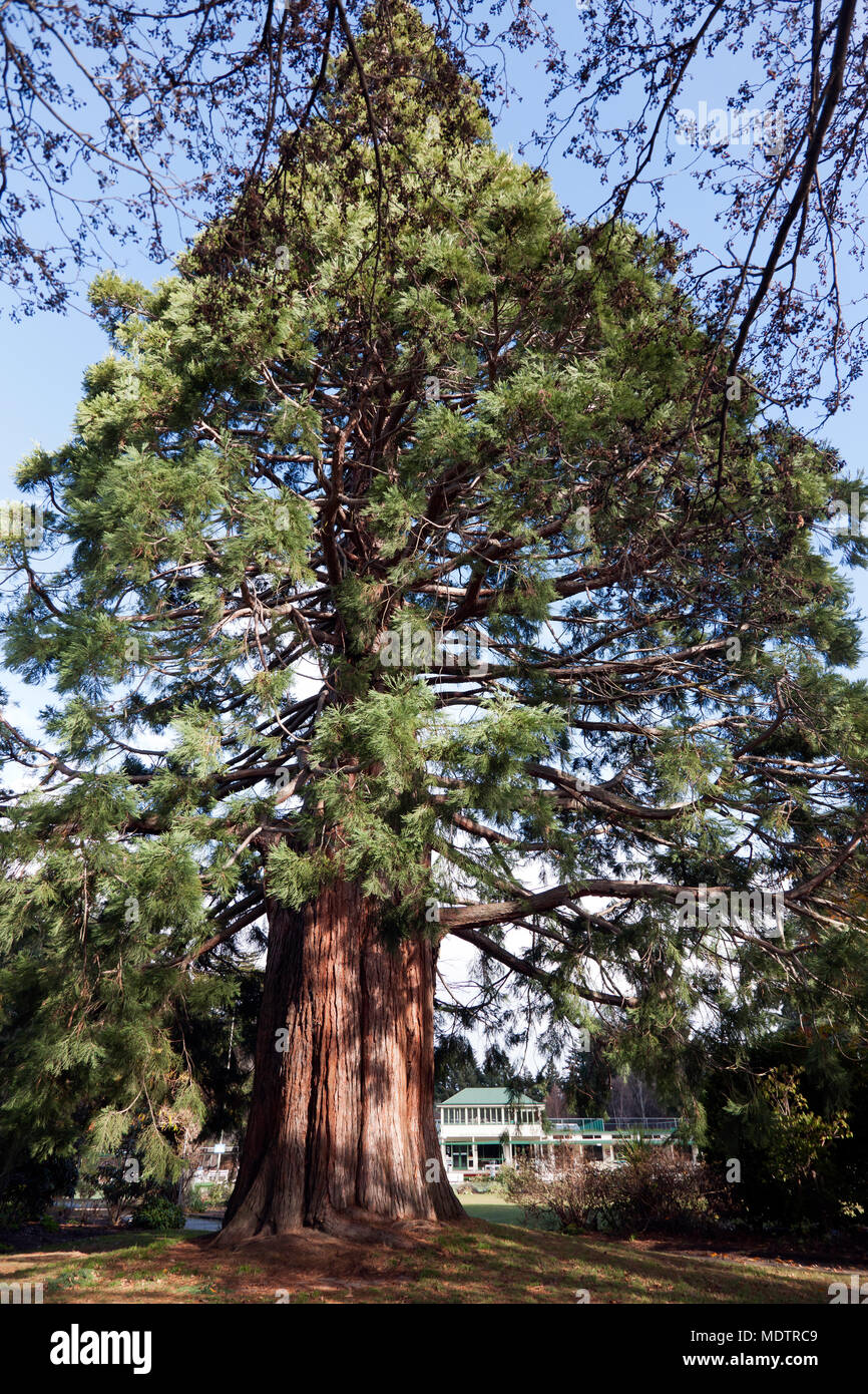 Ein riesiger mammutbaum in der Queentown Gardens, Queenstown, Südinsel, Neuseeland. Stockfoto