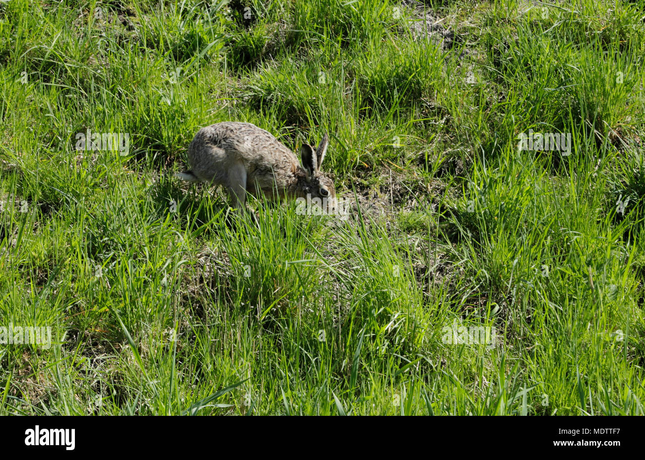 Hase läuft in der grassfield Stockfoto