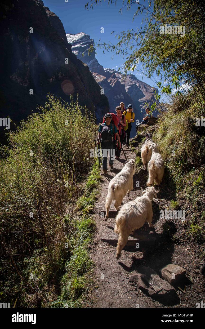 Eine Gruppe von Trekker Begegnung eine Herde Schafe auf einem Hügel Pfad in der Annapurna Region Nepal Stockfoto