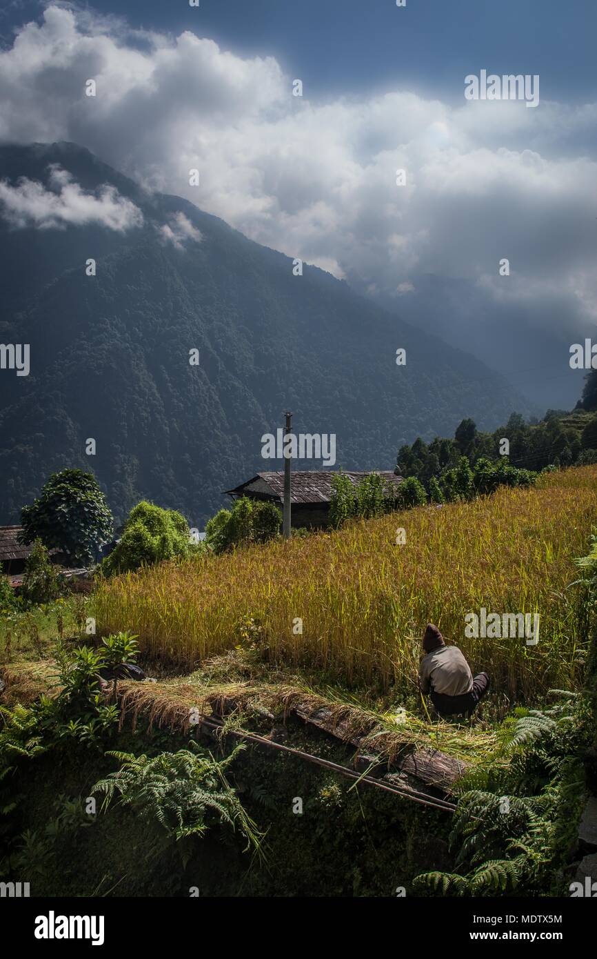 Ein Bauer Landwirt neigt Fruchtarten in einem Feld in der Annapurna Region des Himalaya Stockfoto