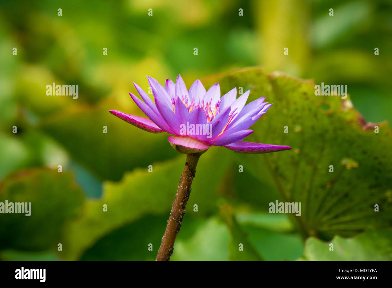 Lila oder Violett Lotus Blume im Teich. Lila Lilie Blume in künstlichen Teich. Stockfoto