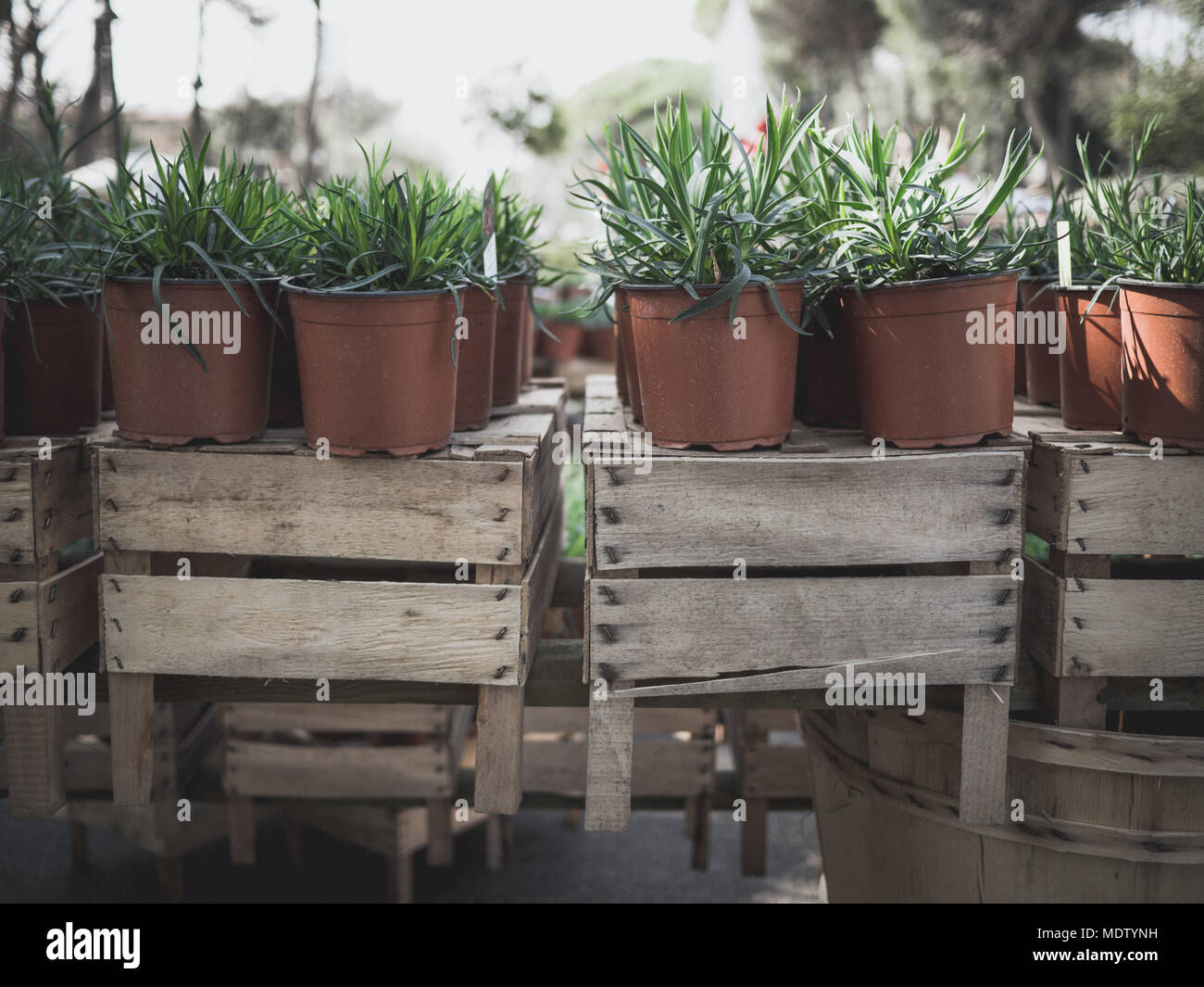 Grüne Pflanzen in Vasen auf alten Kisten aus Holz Zusammensetzung Stockfoto