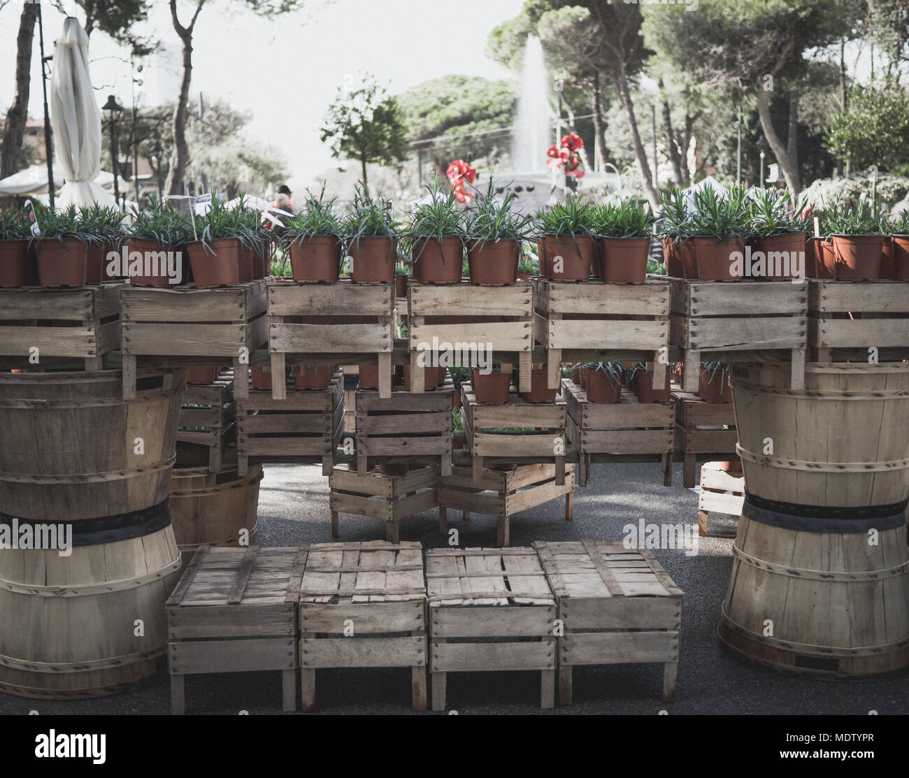 Viele grüne Pflanzen in Vasen auf alten Kisten aus Holz Zusammensetzung Stockfoto