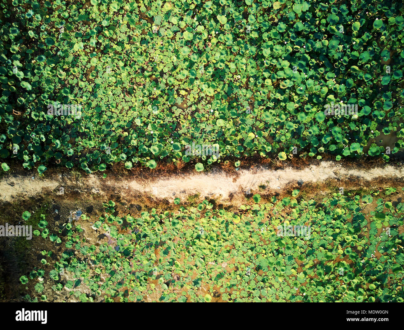 Antenne drone Ansicht TOPDOWN eines Lotus Bauernhof im ländlichen Kambodscha Landschaft Stockfoto