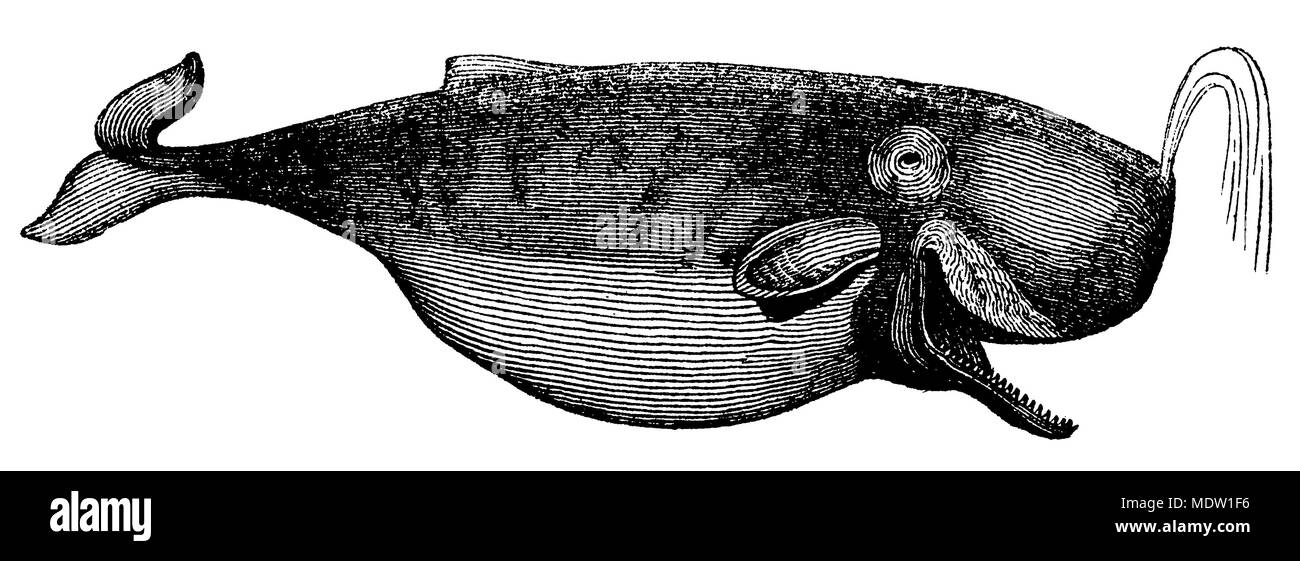 Pottwal Physeter macrocephalus cachalot < oder >, anonym 1861 Stockfoto