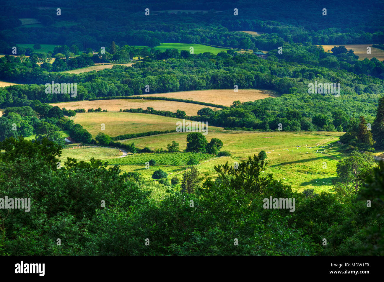 Mit Blick auf die Felder, auf der South Downs im Sommer, einem idyllischen englischen Landschaft, Grün- und angenehmen Landschaft. Stockfoto