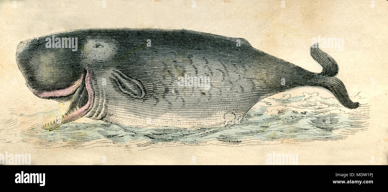 Pottwal Physeter macrocephalus oder cachalot <>, 1861 Stockfoto