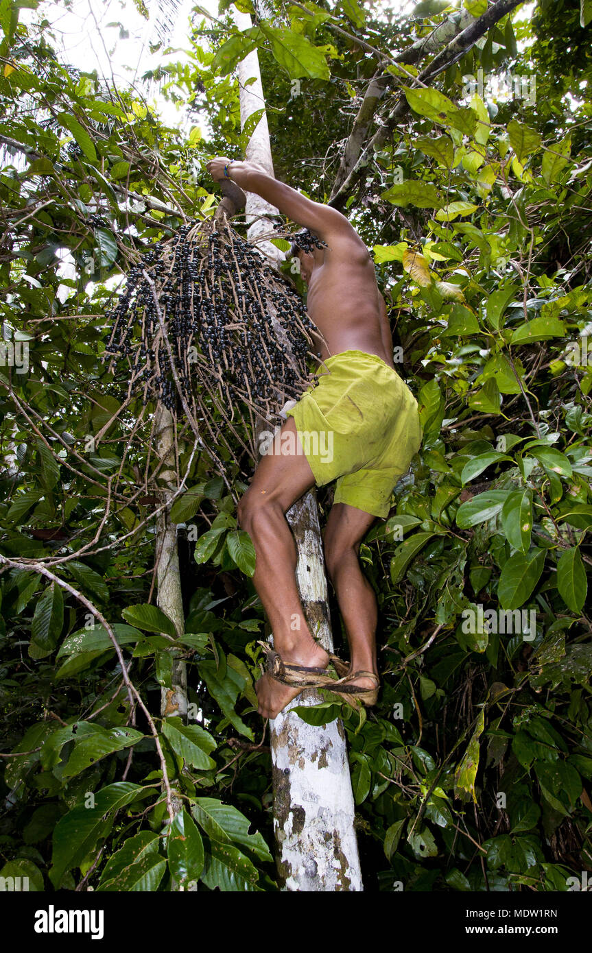 Yanomami Indianer in acai Palm Tree im Dorf Ixima-polo-base Marauia Stockfoto