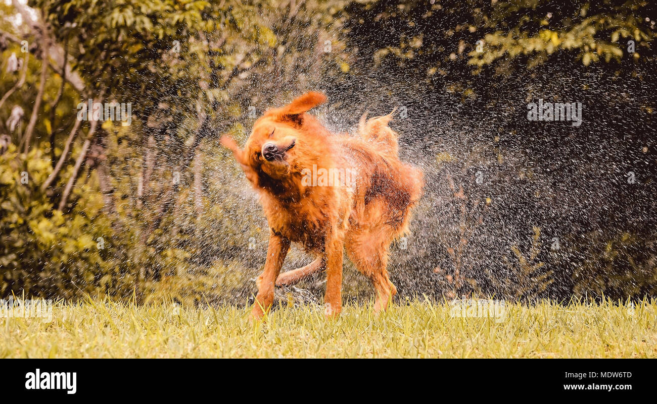 Nasser Hund Schutteln Und Spritzwasser Fallt Rund Um Schon Nass