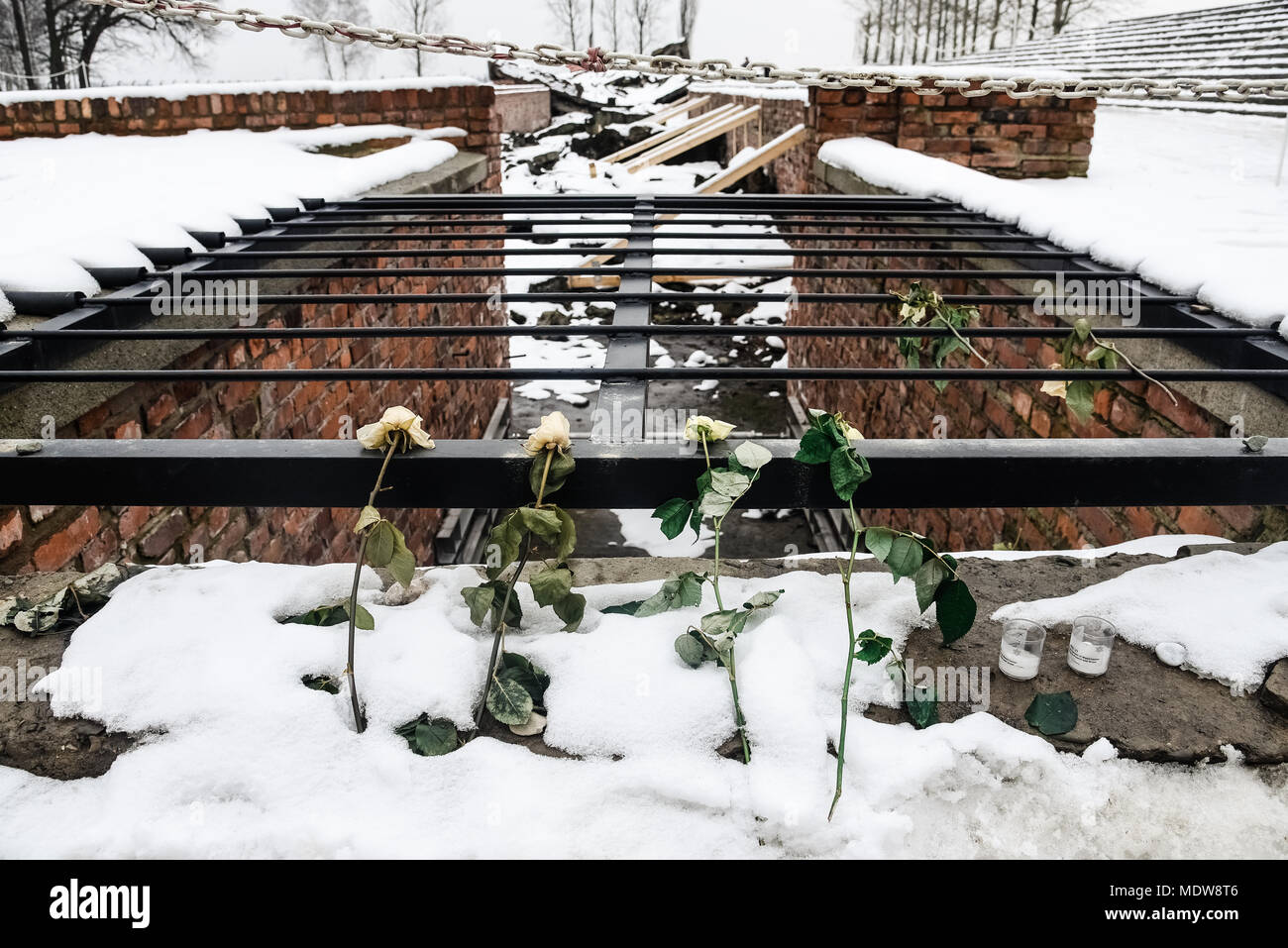 Oswiecim/Polen - 02.15.2018: Rose Blume auf den Ruinen einer Gaskammer, die zerstört wurden, nie wieder Auschwitz B angewendet werden Stockfoto