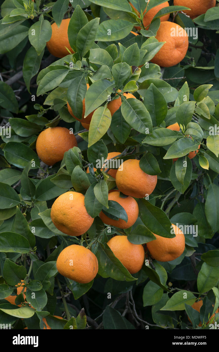 Orangen wachsen in verlassenen Obstgarten, Polis, Zypern Stockfoto