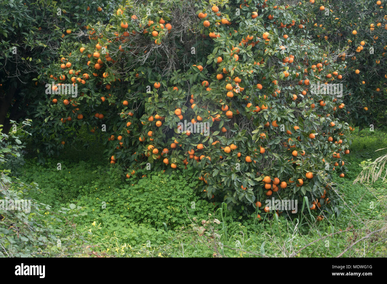 Orangen wachsen in verlassenen Obstgarten, Polis, Zypern Stockfoto