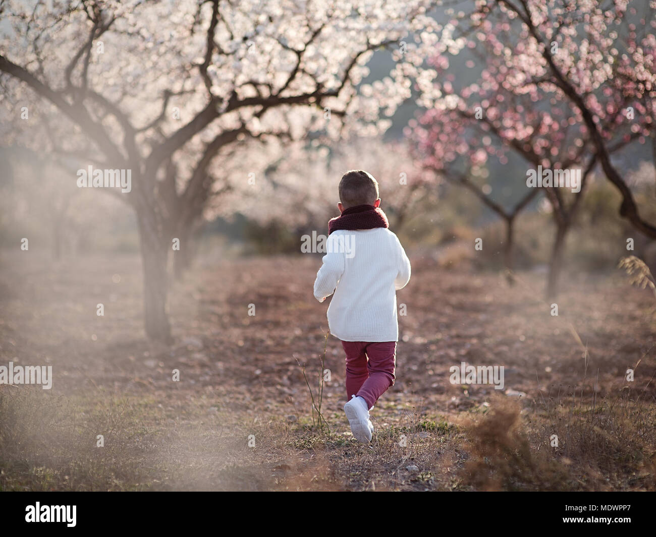 Schöne kleine Jungen in einem blühenden Mandelbäume in einem Park Stockfoto