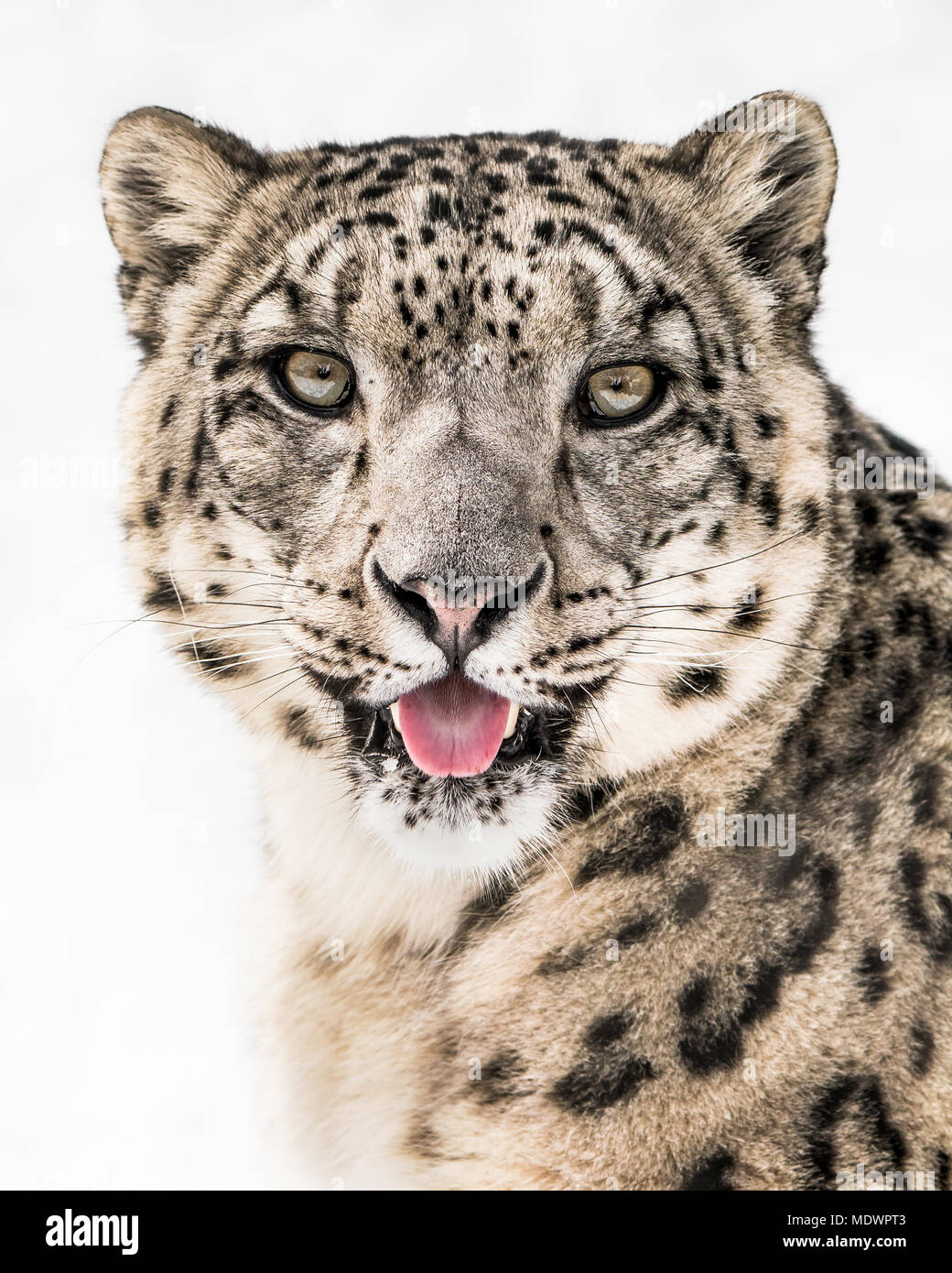 Frontale Portrait von Snow Leopard haften seine Zunge heraus, vor einem weißen Hintergrund Stockfoto