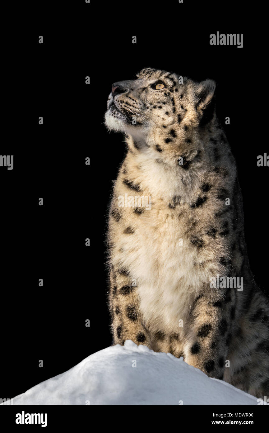 Profil Portrait von Snow Leopard auf schwarzem Hintergrund Stockfoto