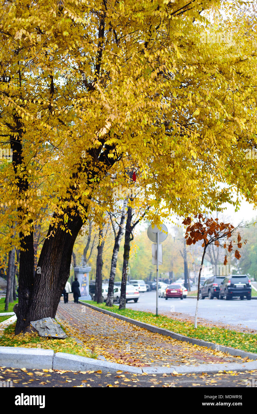 Schönen Baum mit gelben Blätter im Herbst Bürgersteig Hintergrund Stockfoto